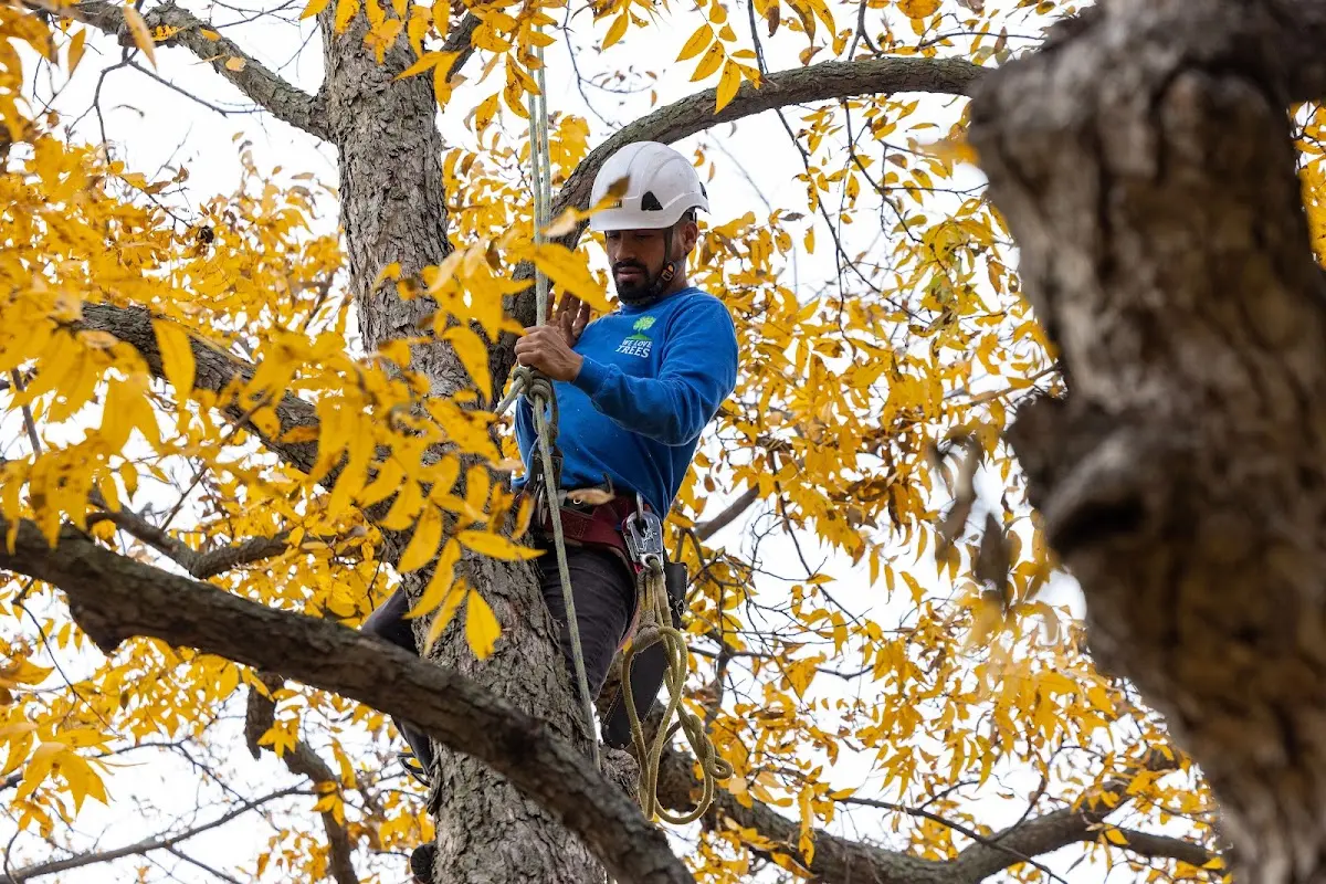 Skilled Tree Planing crew working in De Soto